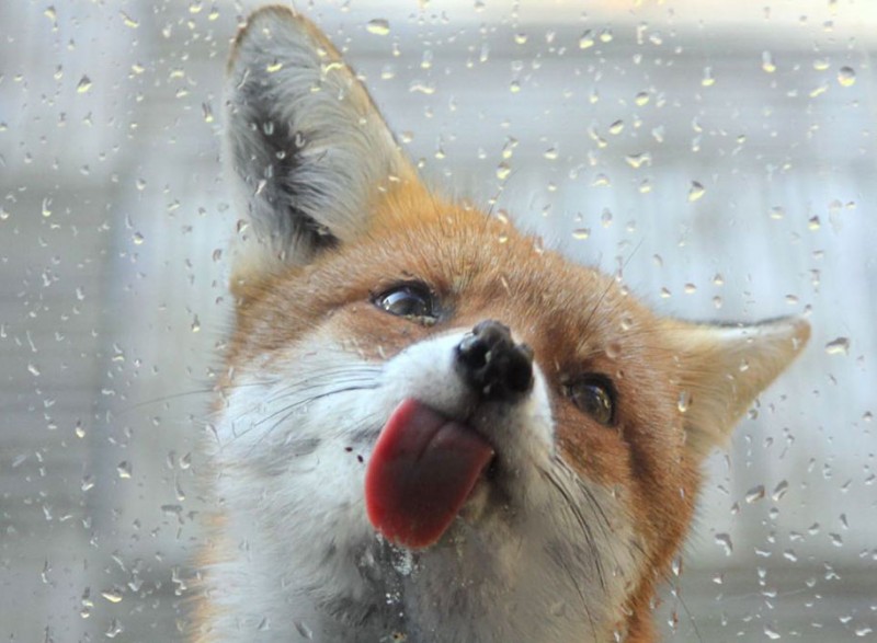amazing-wildlife-photography-beautiful-foxes-pictures (21)
