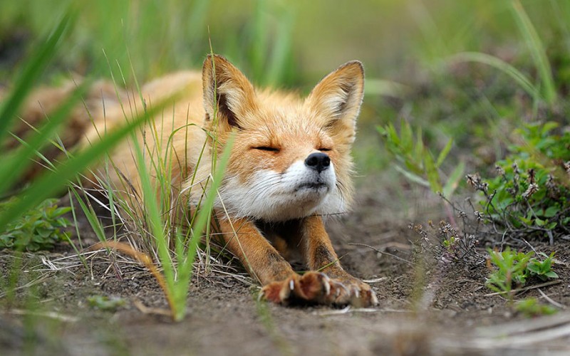 amazing-wildlife-photography-beautiful-foxes-pictures (9)