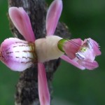 beautiful-insect-Orchid-Mantis-like-flower-prey (1)