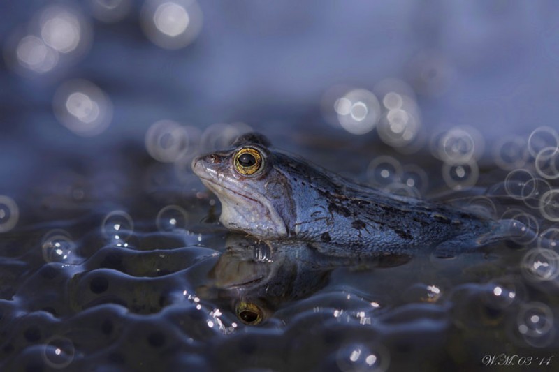 beautiful-magical-frogs-world-macro-photography-pictures (12)