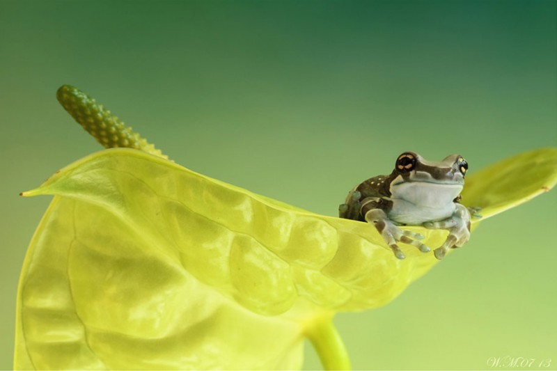 beautiful-magical-frogs-world-macro-photography-pictures (14)
