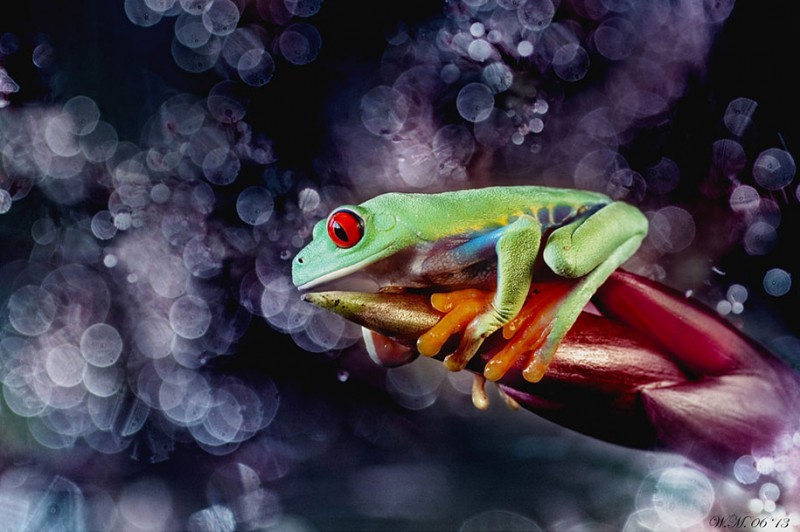 beautiful-magical-frogs-world-macro-photography-pictures (16)