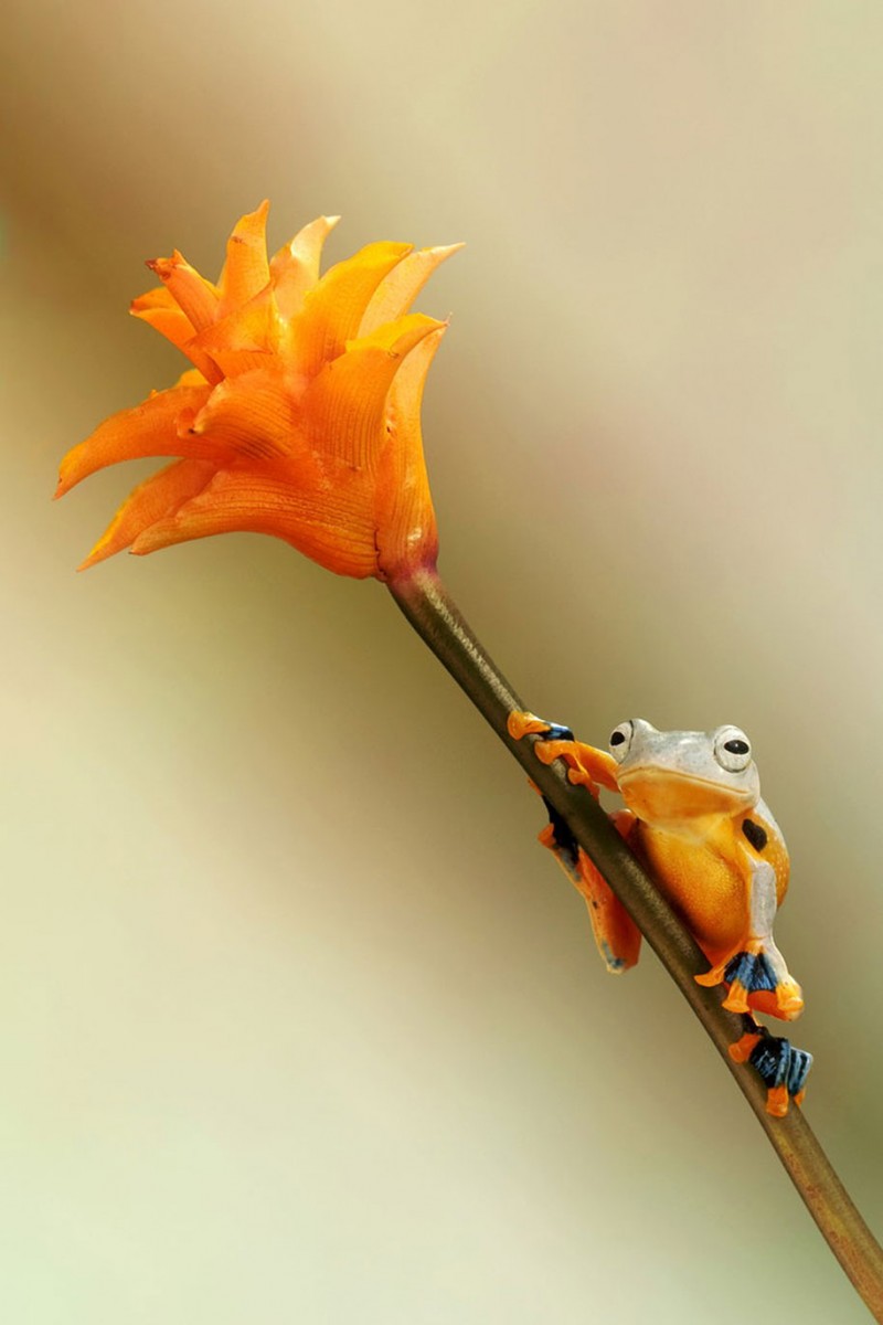 beautiful-magical-frogs-world-macro-photography-pictures (18)