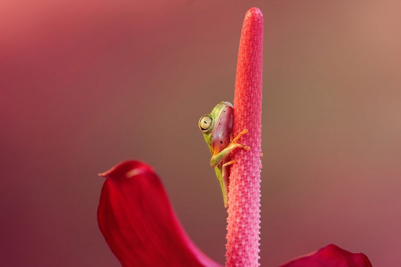beautiful-magical-frogs-world-macro-photography-pictures (2)