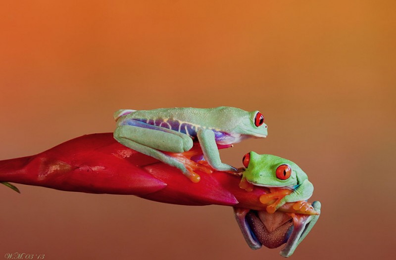beautiful-magical-frogs-world-macro-photography-pictures (4)