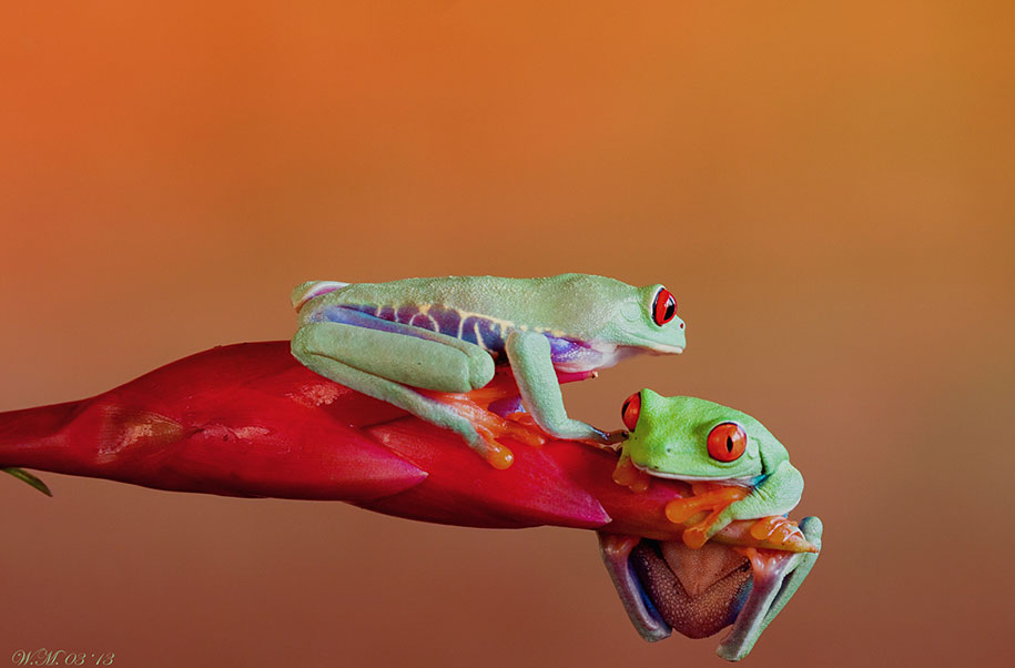small world around us – beautiful miniature world of frogs in