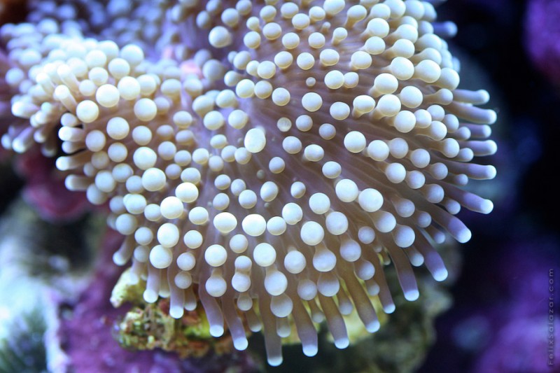 spectacular-macro-photography-beautiful-coral-up-close-pictures (12)