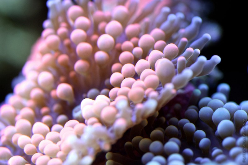 spectacular-macro-photography-beautiful-coral-up-close-pictures (13)