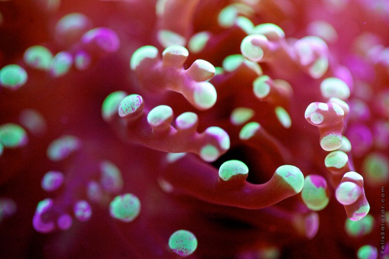spectacular-macro-photography-beautiful-coral-up-close-pictures (5)