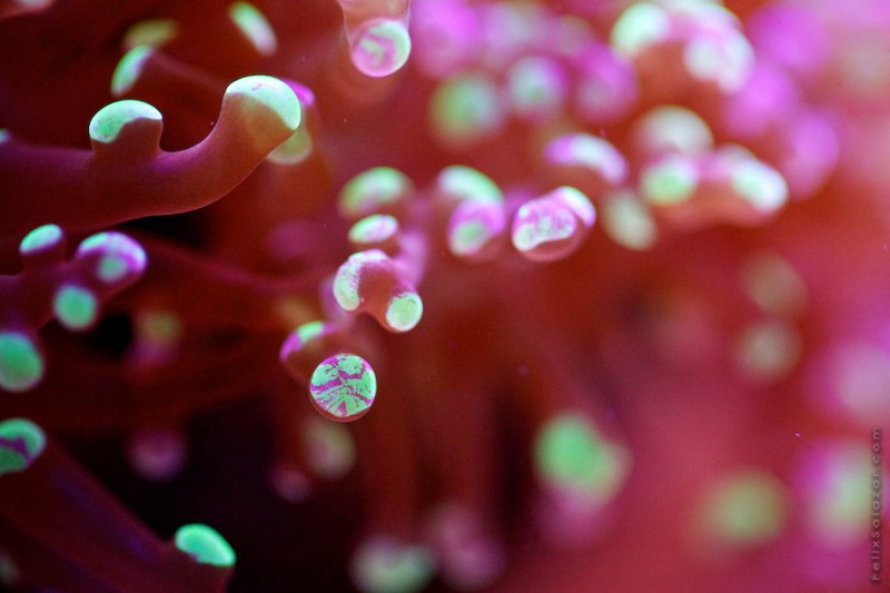 spectacular-macro-photography-beautiful-coral-up-close-pictures (6)