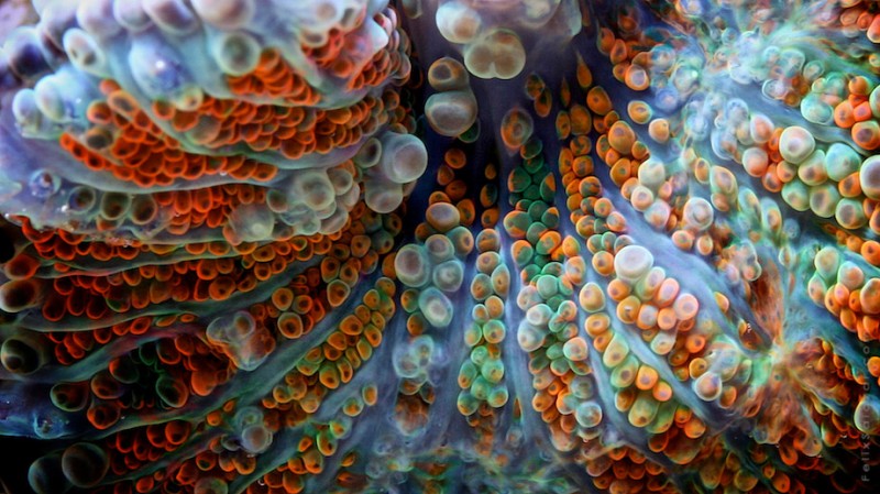 spectacular-macro-photography-beautiful-coral-up-close-pictures
