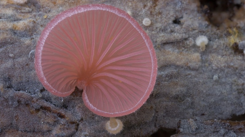 wonderful-stunning-beautiful-mushroom-fungi-pictures (1)
