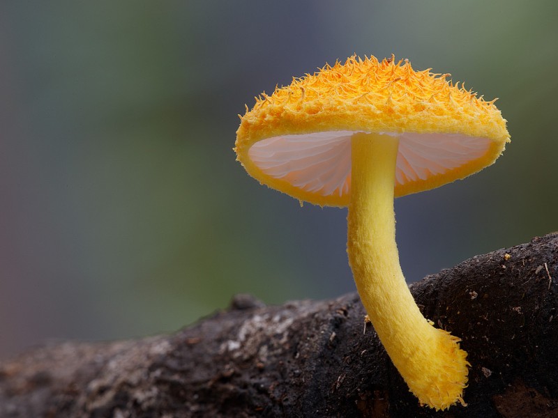 wonderful-stunning-beautiful-mushroom-fungi-pictures (10)