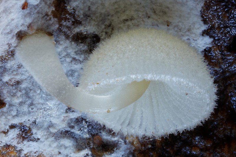 wonderful-stunning-beautiful-mushroom-fungi-pictures (13)