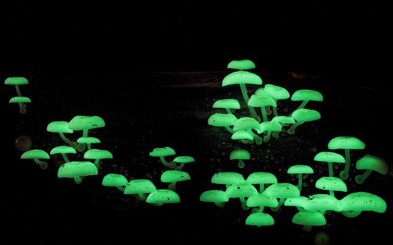 wonderful-stunning-beautiful-mushroom-fungi-pictures (15)