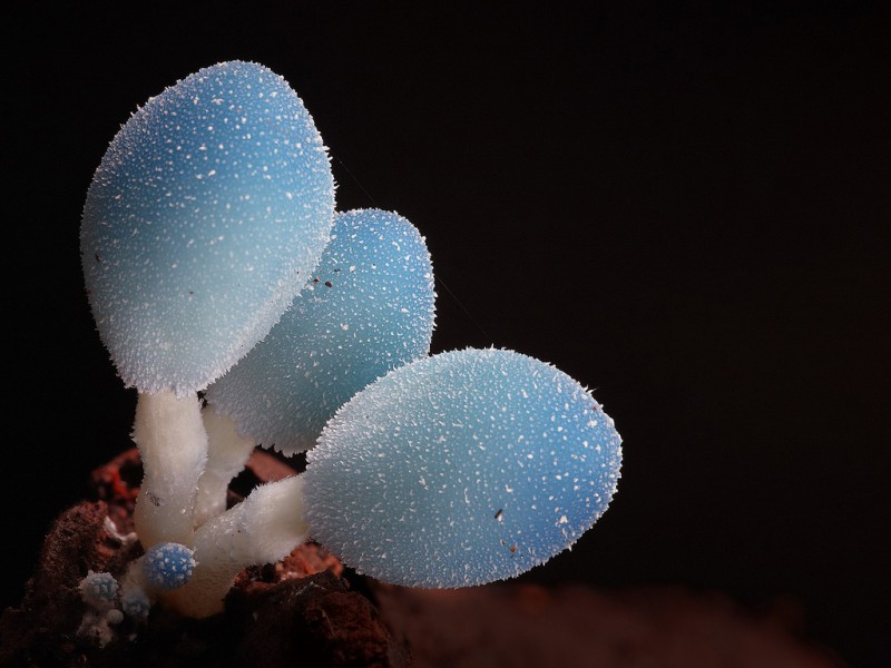 wonderful-stunning-beautiful-mushroom-fungi-pictures (16)