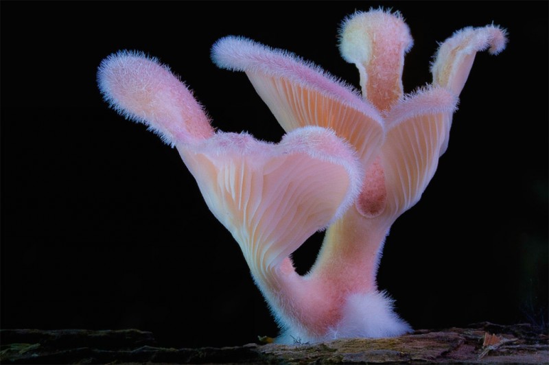 wonderful-stunning-beautiful-mushroom-fungi-pictures (20)