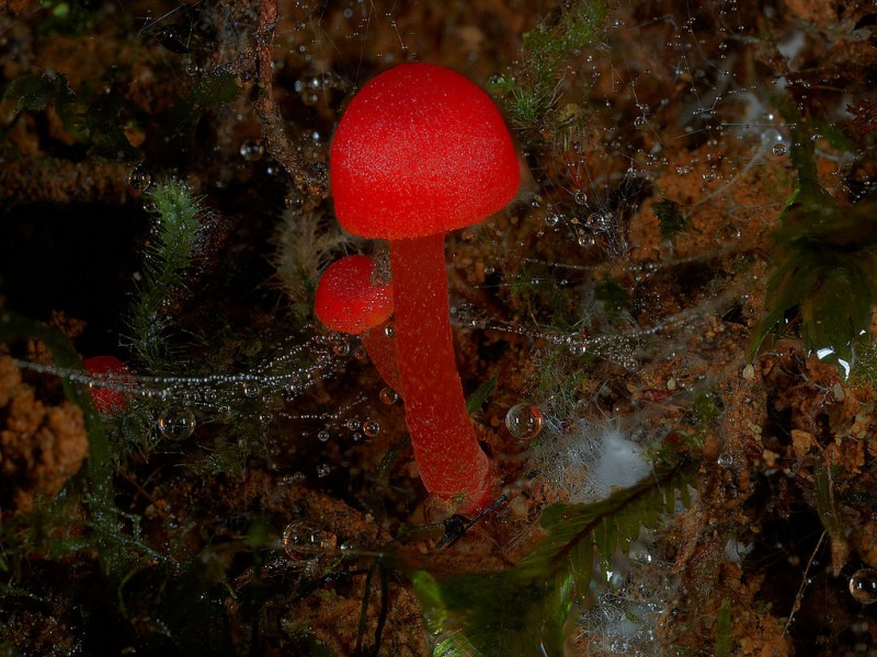 wonderful-stunning-beautiful-mushroom-fungi-pictures (3)