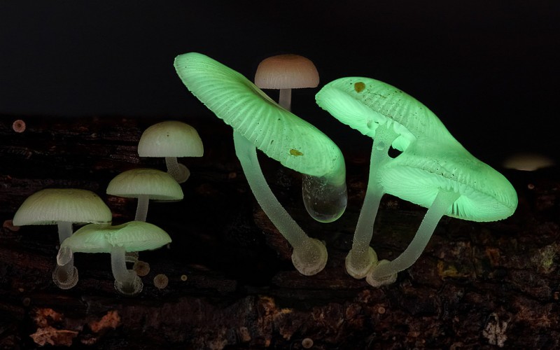 wonderful-stunning-beautiful-mushroom-fungi-pictures (4)