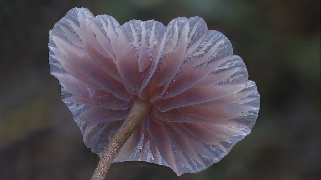 Stunning Beautiful Mushrooms and Fungi Photos By Photographer Steve