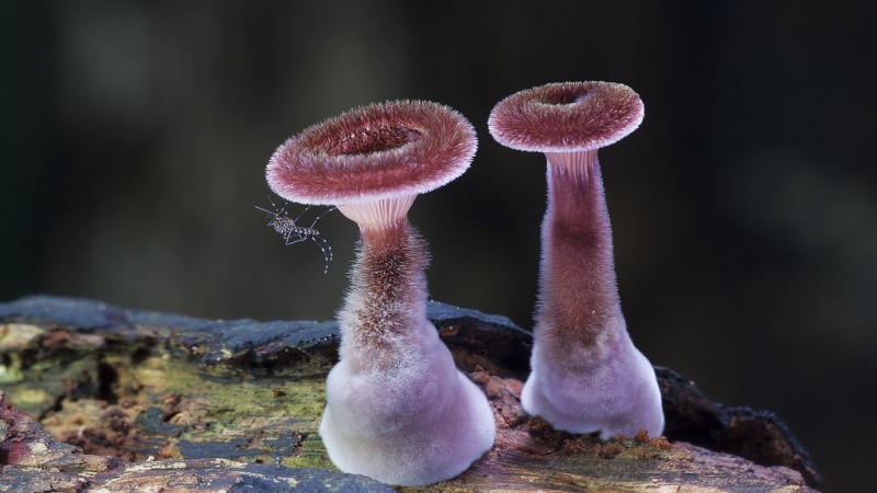 wonderful-stunning-beautiful-mushroom-fungi-pictures