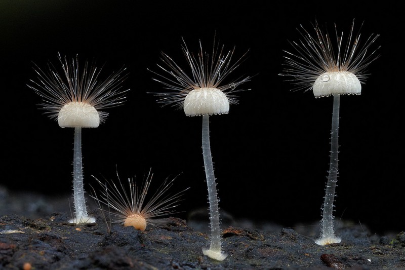 wonderful-stunning-beautiful-mushroom-fungi-pictures (9)