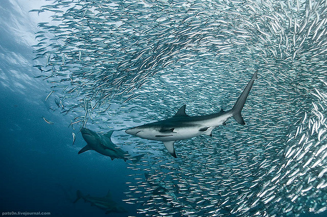 amazing-cool-wildlife-underwater-photography-shoal-fish-pictures (10)