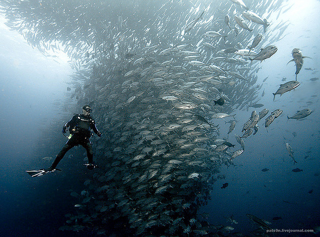 amazing-cool-wildlife-underwater-photography-shoal-fish-pictures (3)