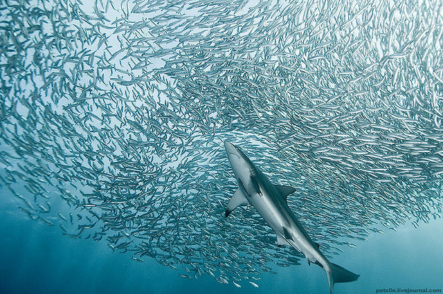 amazing-cool-wildlife-underwater-photography-shoal-fish-pictures (9)
