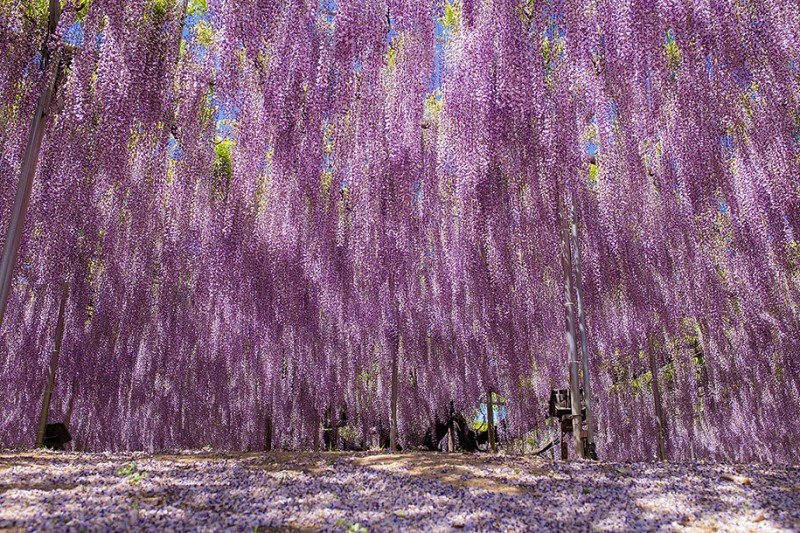 amazing-beautiful-large-wisteria-bloom-japan (10)