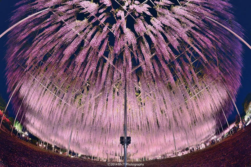 amazing-beautiful-large-wisteria-bloom-japan (3)