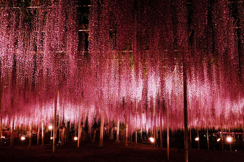 amazing-beautiful-large-wisteria-bloom-japan (6)