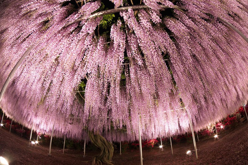 amazing-beautiful-large-wisteria-bloom-japan (8)