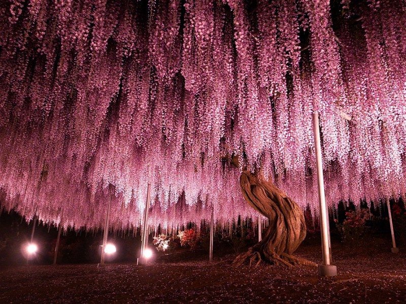 amazing-beautiful-large-wisteria-bloom-japan