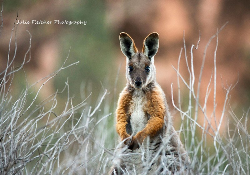 wildlife-photography-Australian-nature-landscape-photos
