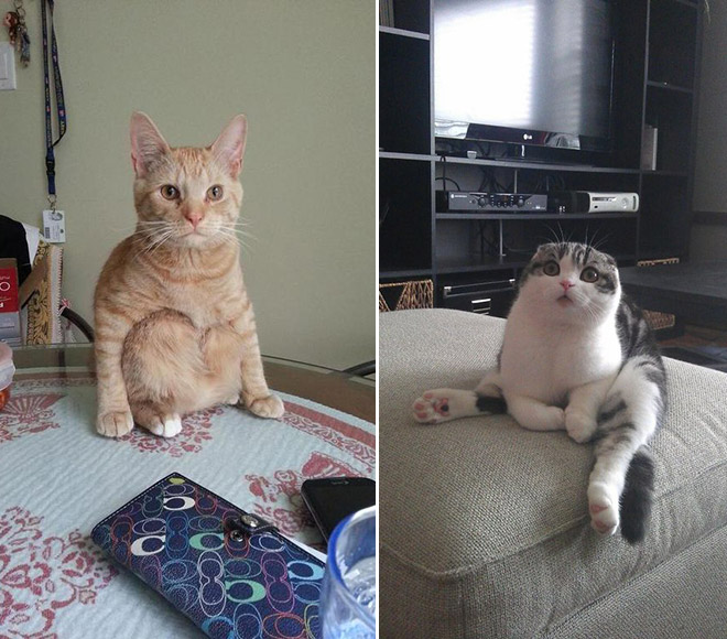 adorable-amusing-funny-pictures-of-sitting-cats (10)