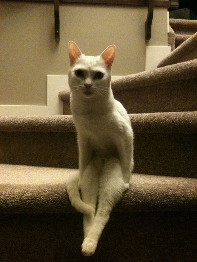 adorable-amusing-funny-pictures-of-sitting-cats (12)