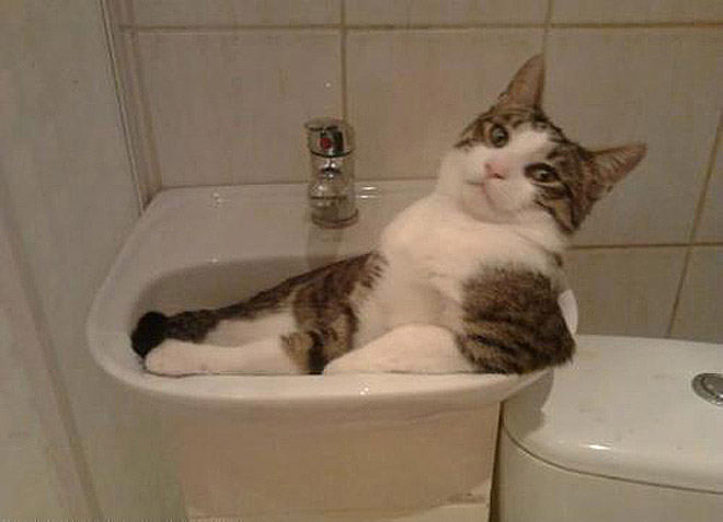 adorable-amusing-funny-pictures-of-sitting-cats (13)