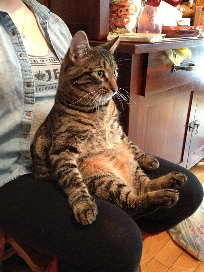 adorable-amusing-funny-pictures-of-sitting-cats (2)