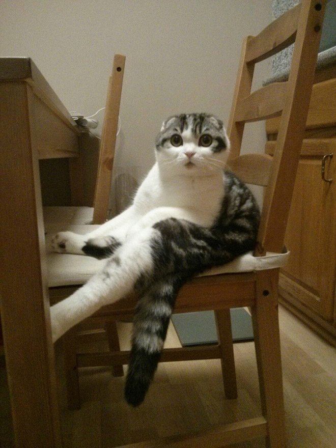 adorable-amusing-funny-pictures-of-sitting-cats (4)