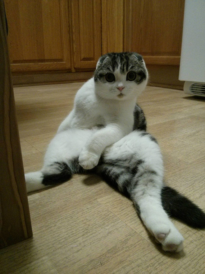 adorable-amusing-funny-pictures-of-sitting-cats (7)