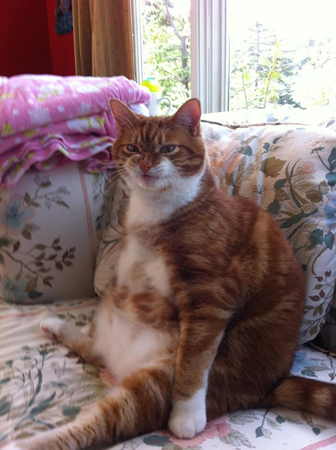 adorable-amusing-funny-pictures-of-sitting-cats (8)