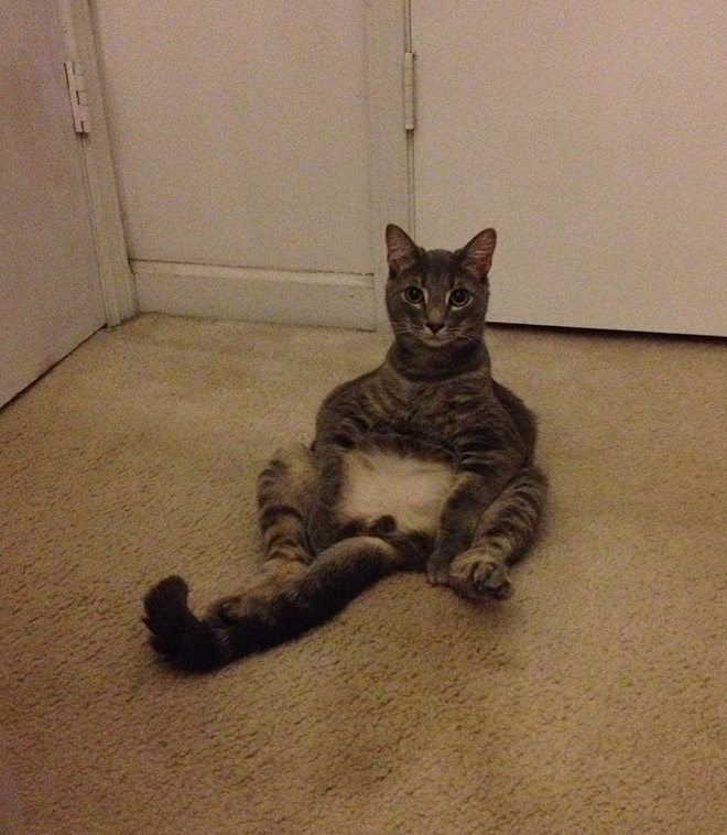 adorable-amusing-funny-pictures-of-sitting-cats (9)