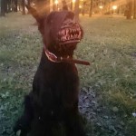 cool-dog-muzzle-accessory-werewolf (2)