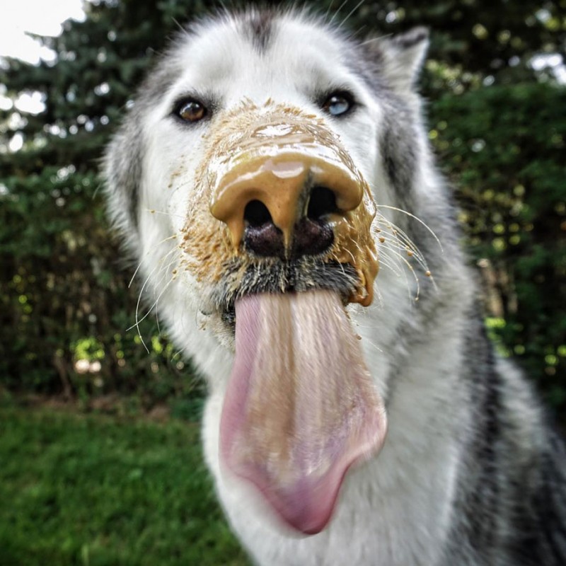 fun-Wolfdog-wild-life-adventures-nature-photography (10)