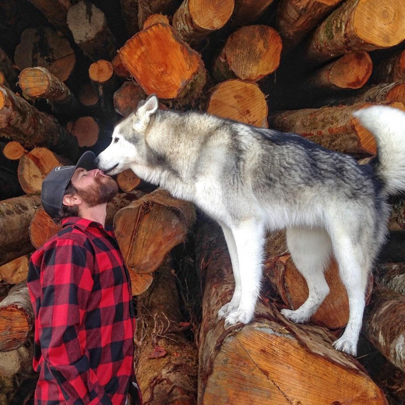 fun-Wolfdog-wild-life-adventures-nature-photography (15)