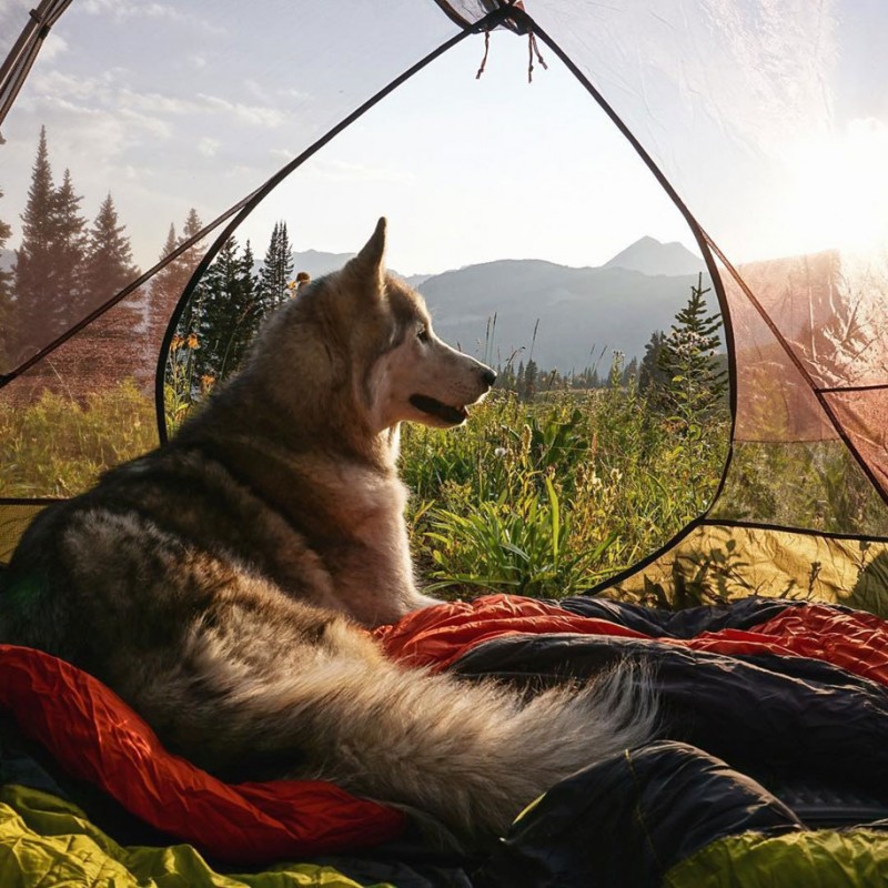 fun-Wolfdog-wild-life-adventures-nature-photography (2)