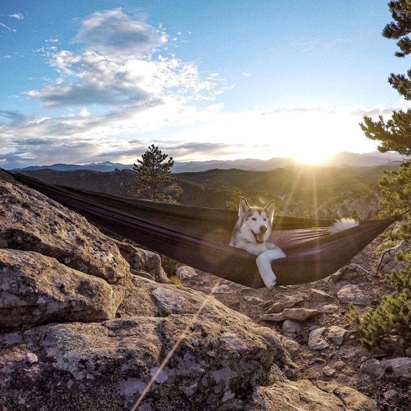 fun-Wolfdog-wild-life-adventures-nature-photography (20)