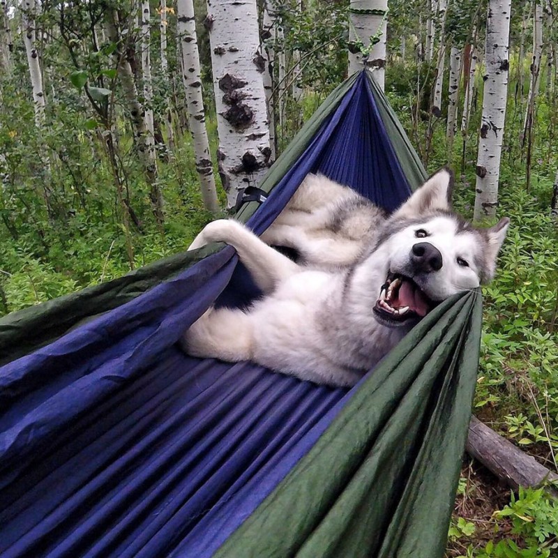 fun-Wolfdog-wild-life-adventures-nature-photography (4)