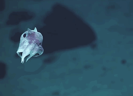 strange-newly-discovered-species-deep-sea-weird-creatures (1)